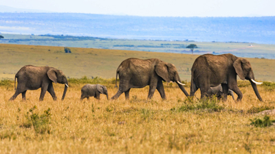 White Label Fitness Safari & Social Impact Expedition	
